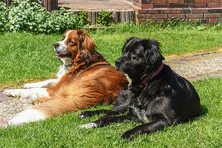 Foto aus der Fotogruppe Unsere Hunde: total groß und total lieb