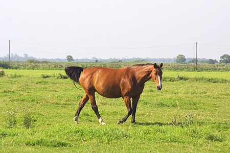 Foto aus der Fotogruppe Die Pferde werden von der Weide herbei gerufen