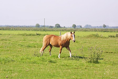 Foto aus der Fotogruppe Die Pferde werden von der Weide herbei gerufen