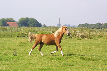 Foto aus der Fotogruppe Die Pferde werden von der Weide herbei gerufen