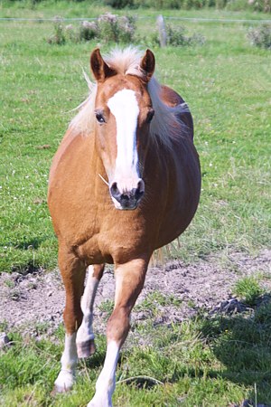 Foto aus der Fotogruppe Die Pferde werden von der Weide herbei gerufen